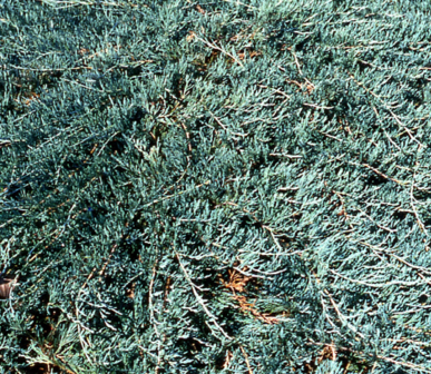 Juniperus horizontalis Glacier / Jeneverbes