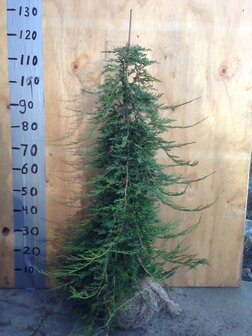 Juniperus horizontalis Glacier / Jeneverbes
