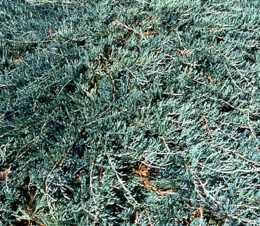 Juniperus horizontalis Glacier / Jeneverbes