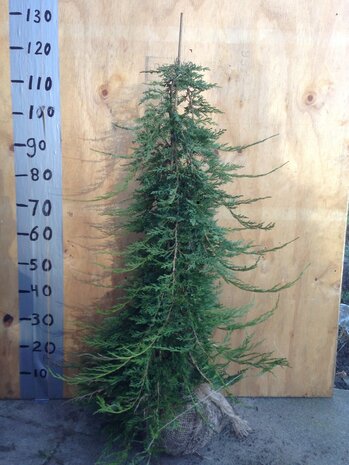 Juniperus horizontalis Glacier / Jeneverbes